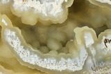 Agatized Fossil Coral With Sparkly Quartz - Florida #188206-1